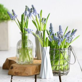 Blauwe Druifjes brievenbusbloemen