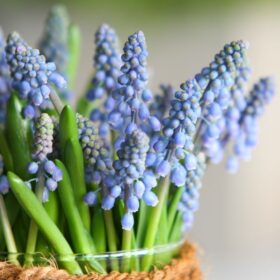 Blauwe Druifjes brievenbusbloemen