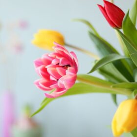 Tulpen Mix brievenbusbloemen