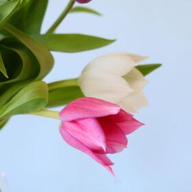 Tulpen Pastel brievenbusbloemen